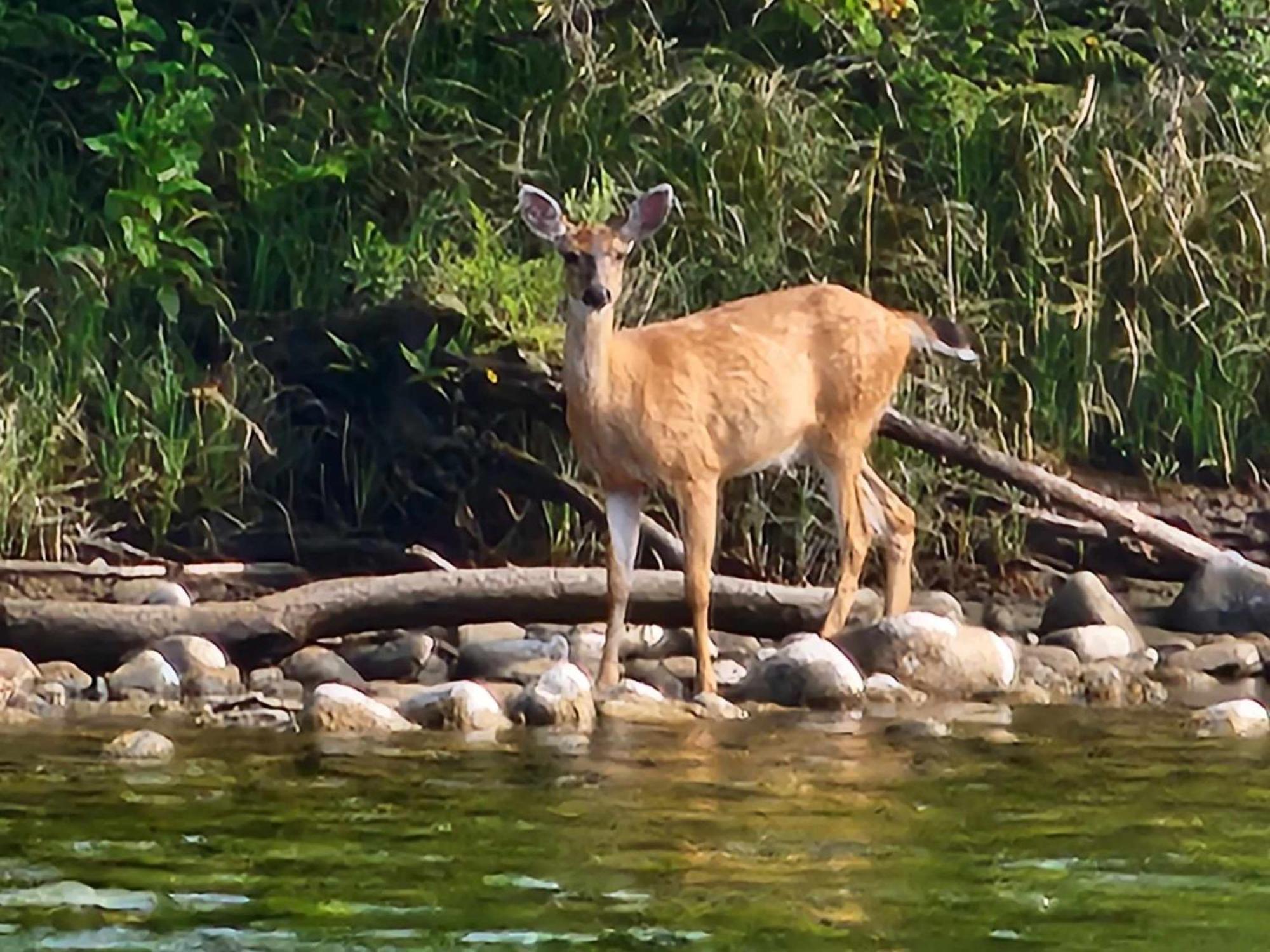 Campbell River Lodge 외부 사진