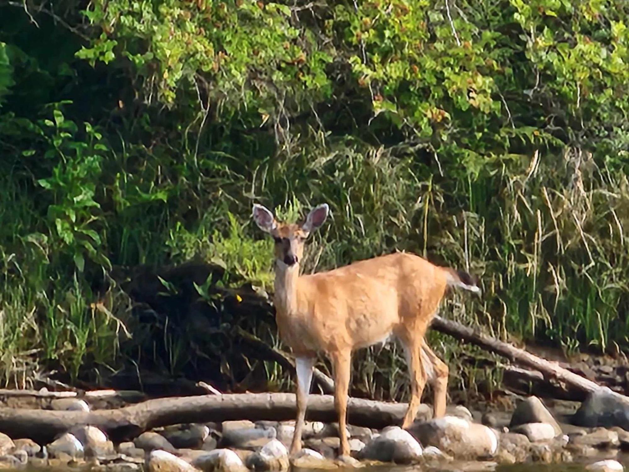 Campbell River Lodge 외부 사진